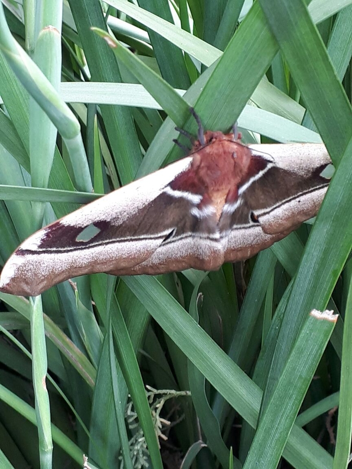 Big_Moth