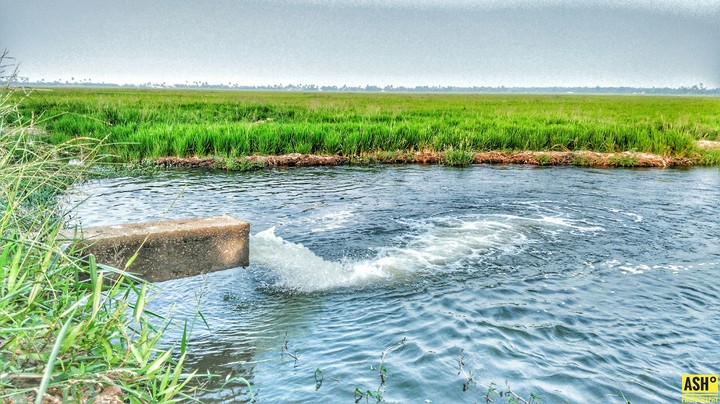 Paddy Fields