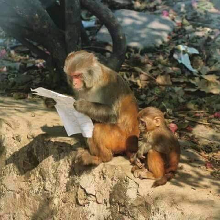 monkey life