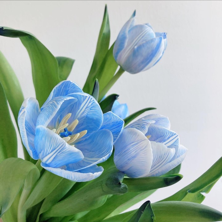 Tulip