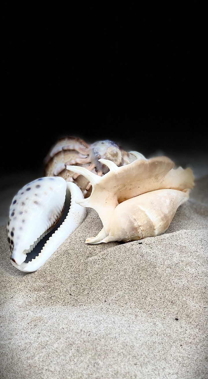 seashells