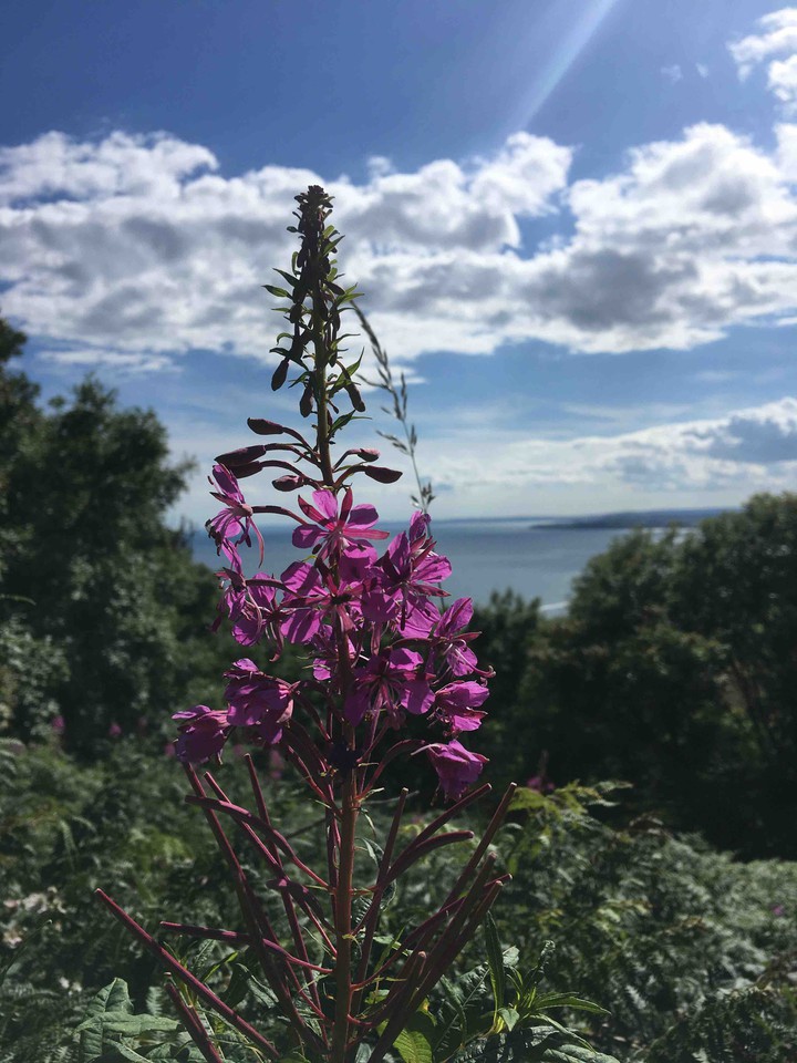 purple flower