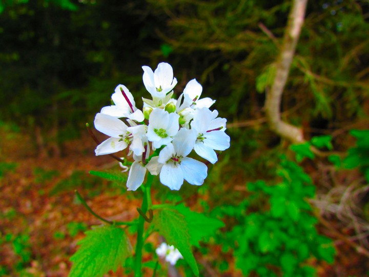 nature flower
