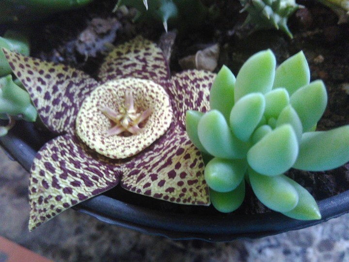 flor da flor de cactus,