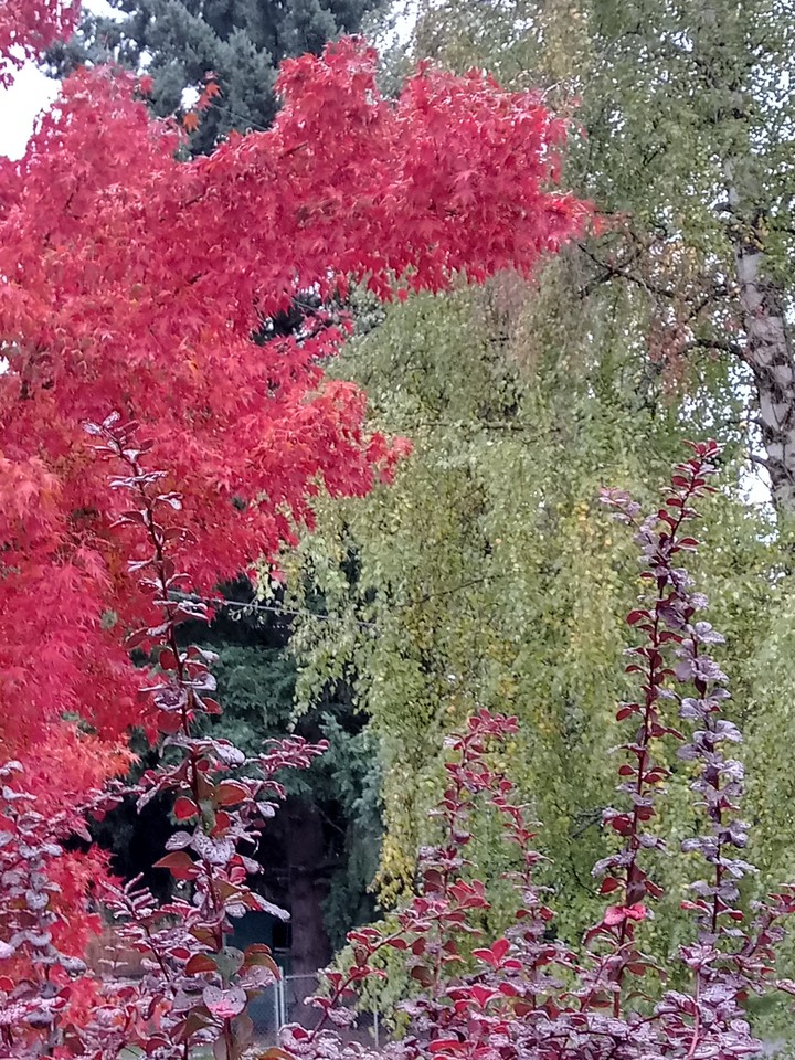 intensely autumn