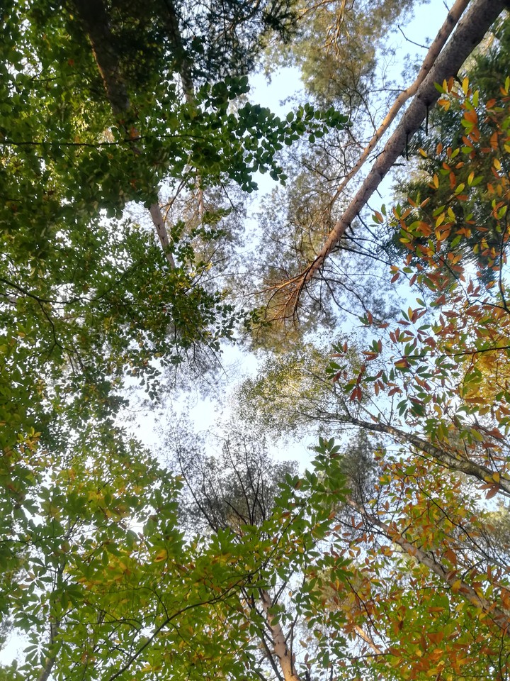 Autumn
