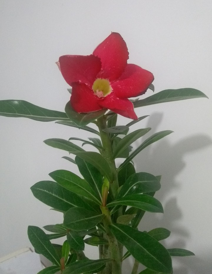 Desert flower red
