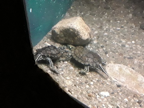 Fun day at Columbus Zoo turtlesrule