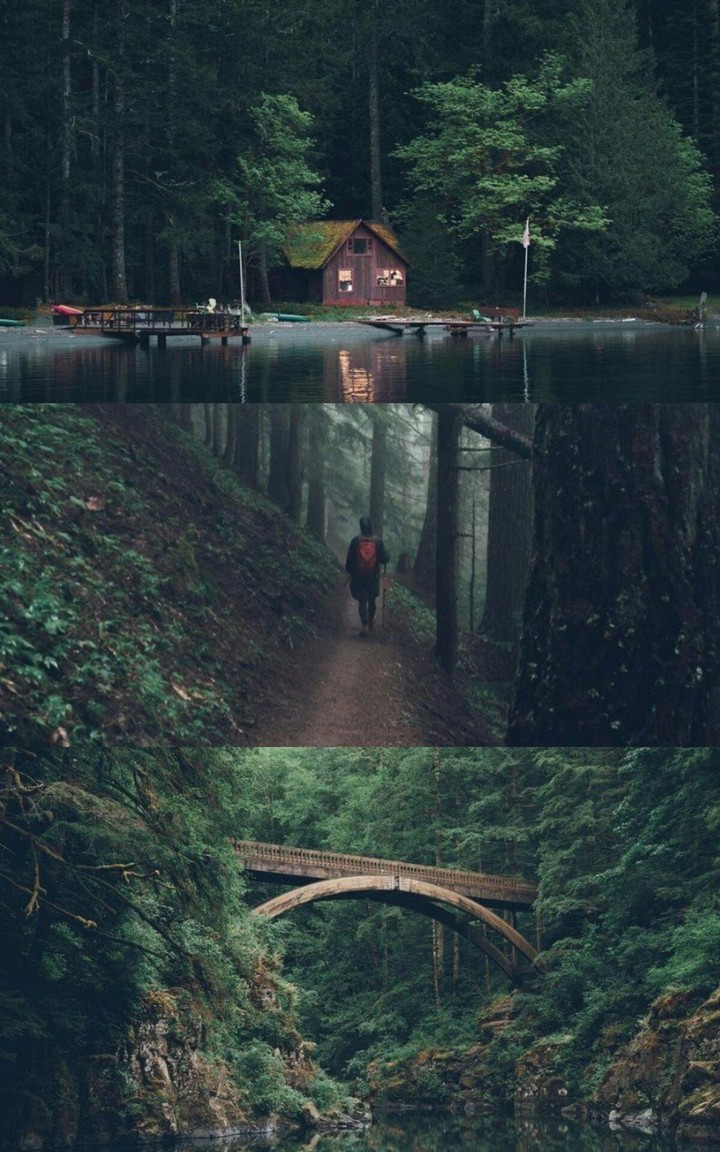 forest stories