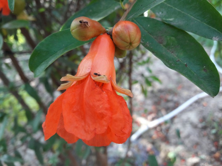 flower