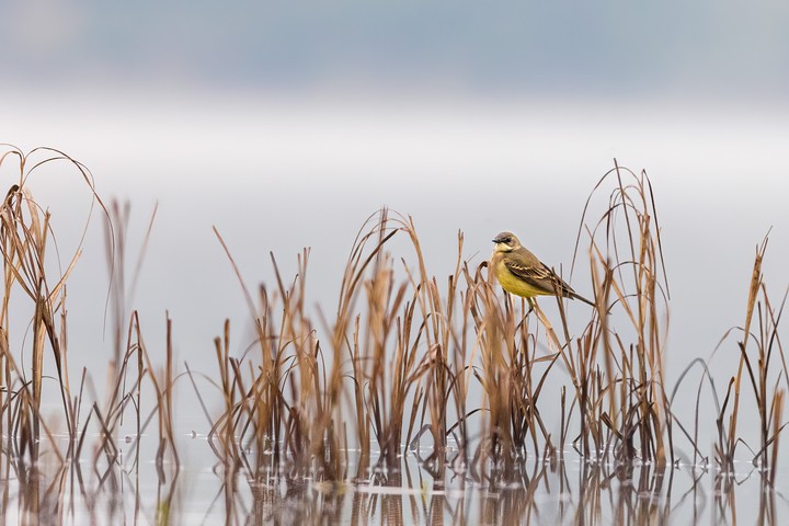 cute bird