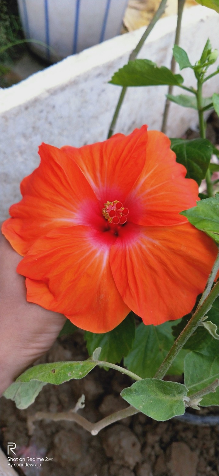 Red flower