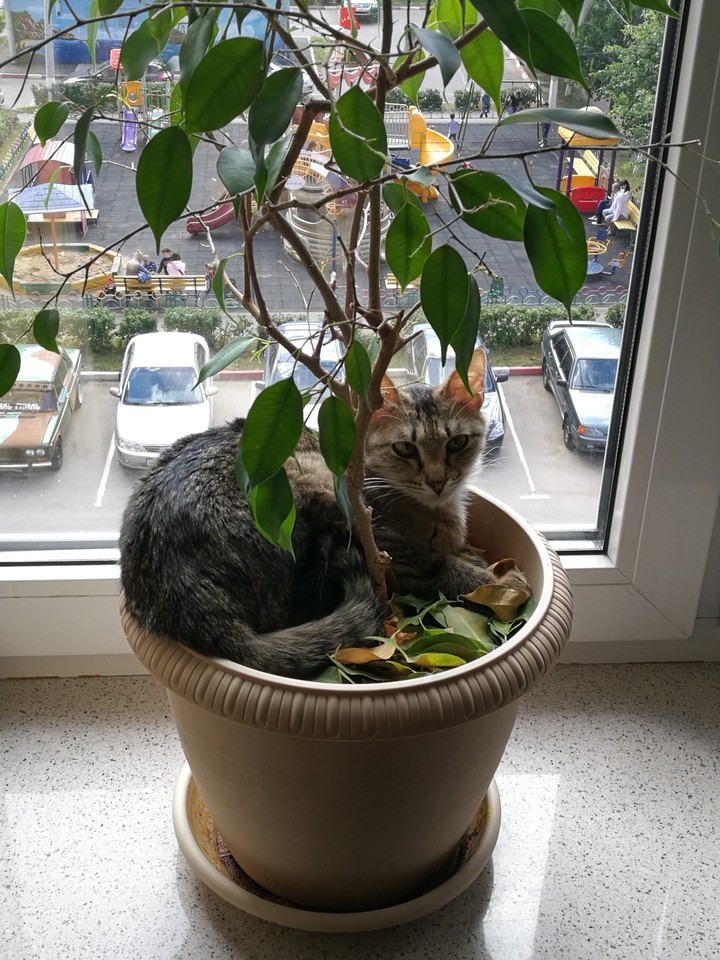 Relaxing cat