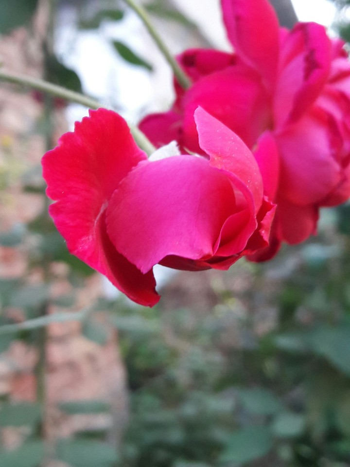 ⚘⚘⚘⚘⚘⚘ros⚘⚘⚘⚘⚘