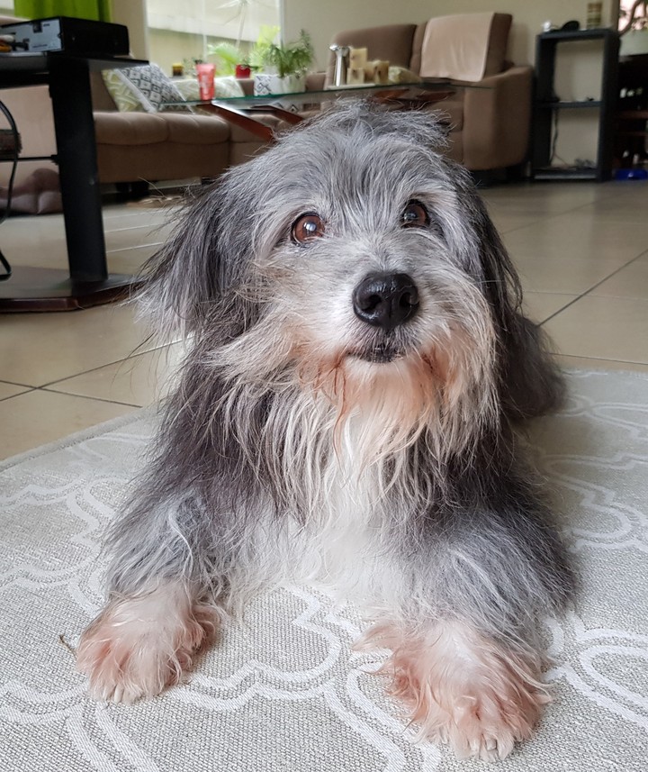 Blacky 17+ years