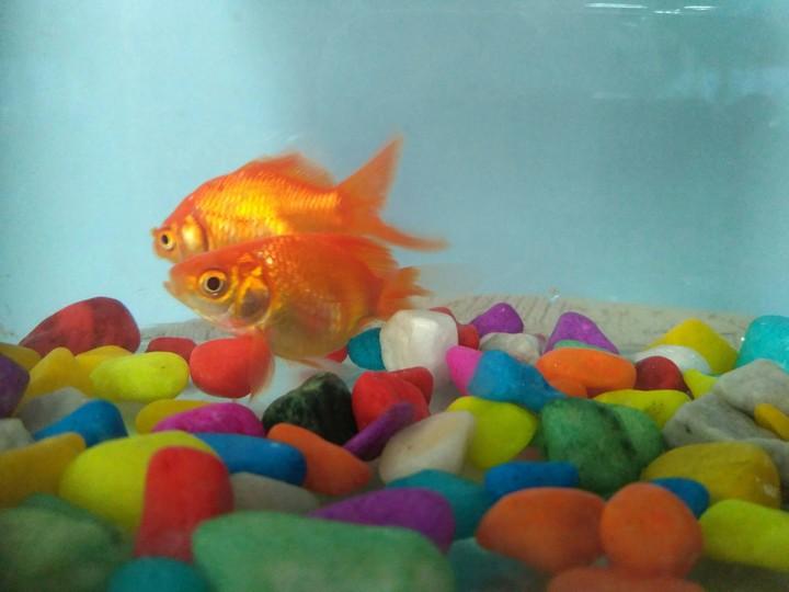 golden fish ? ?