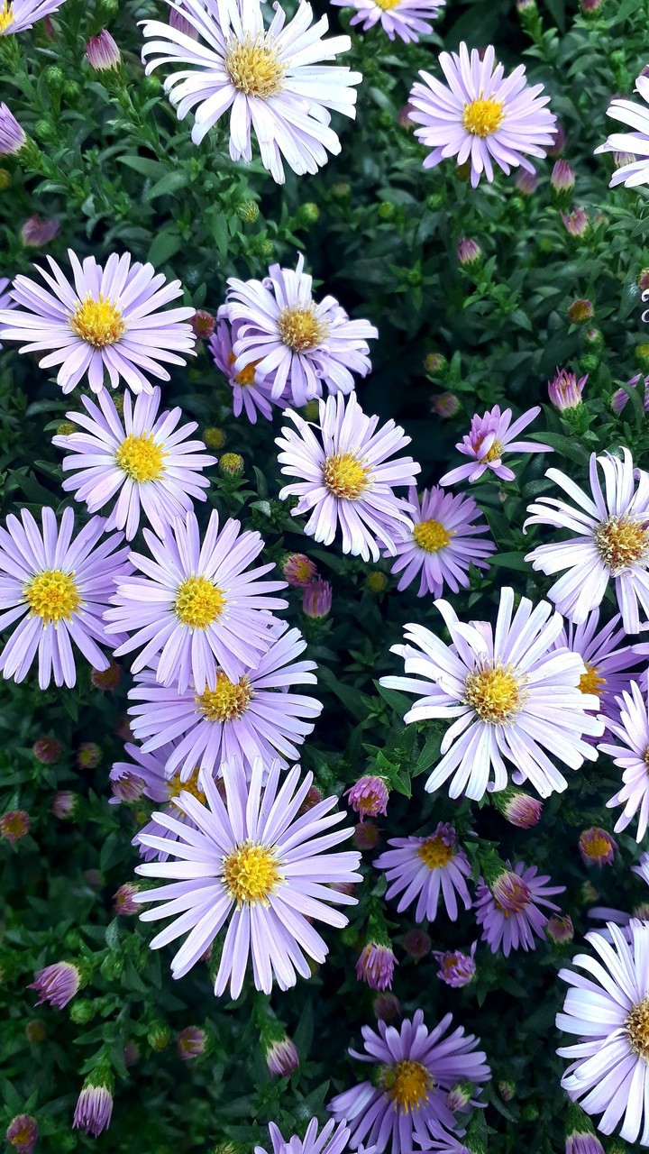 ♡
