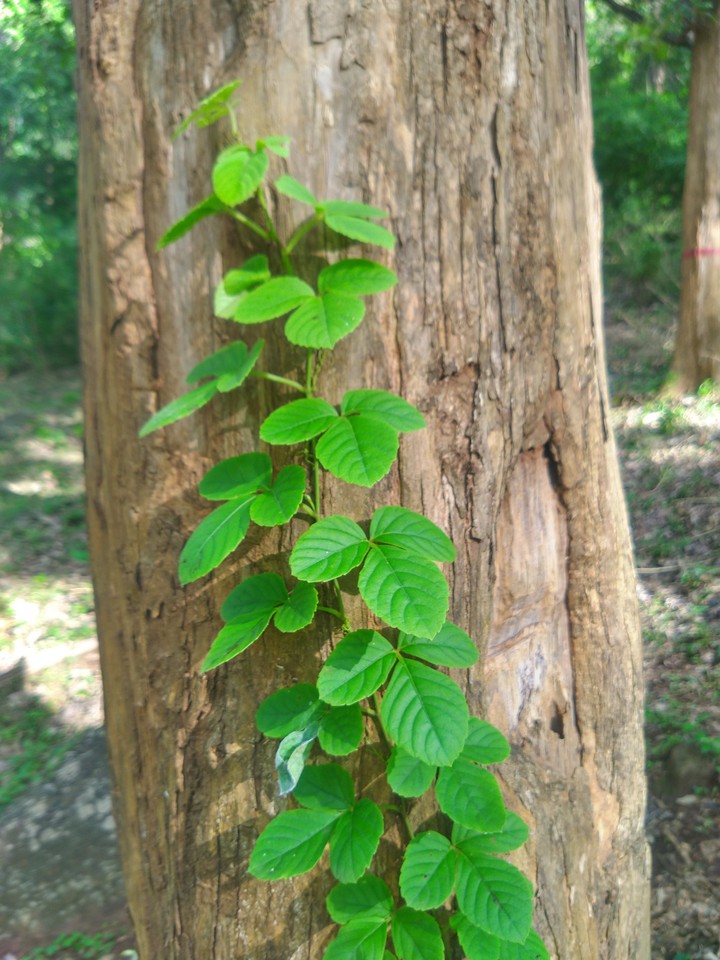 New life on a tree