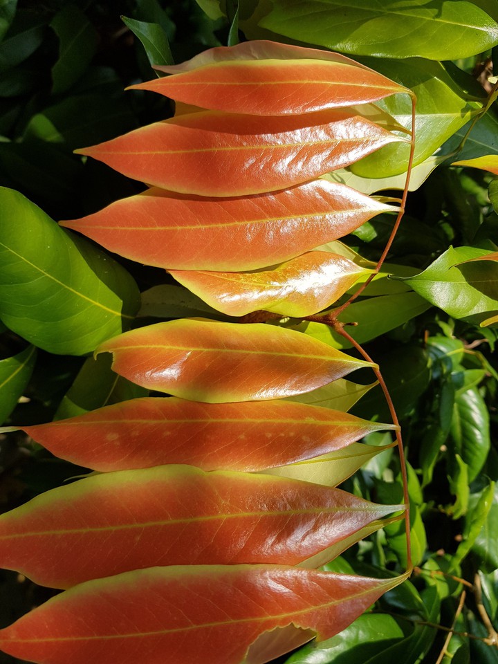 baby leaves