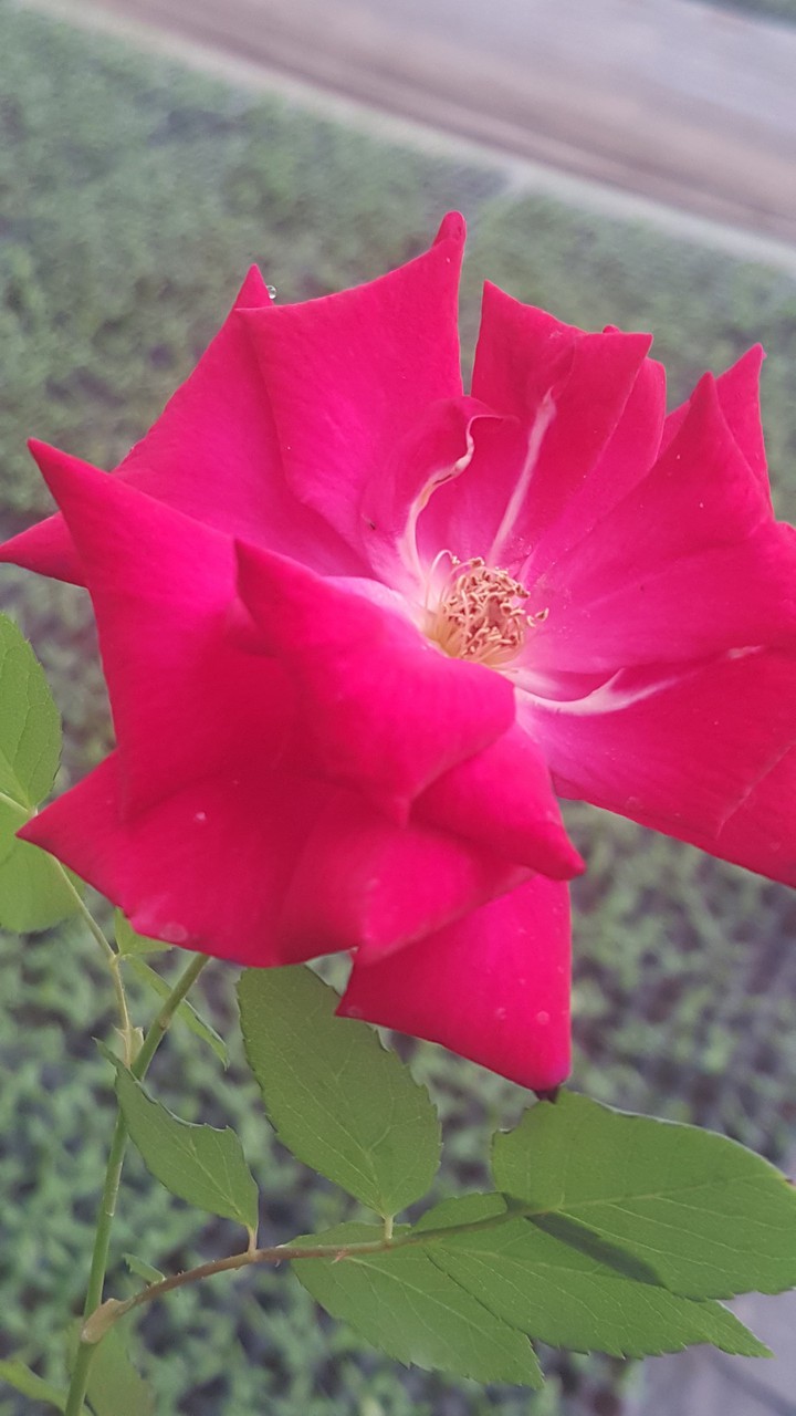 FLOWER