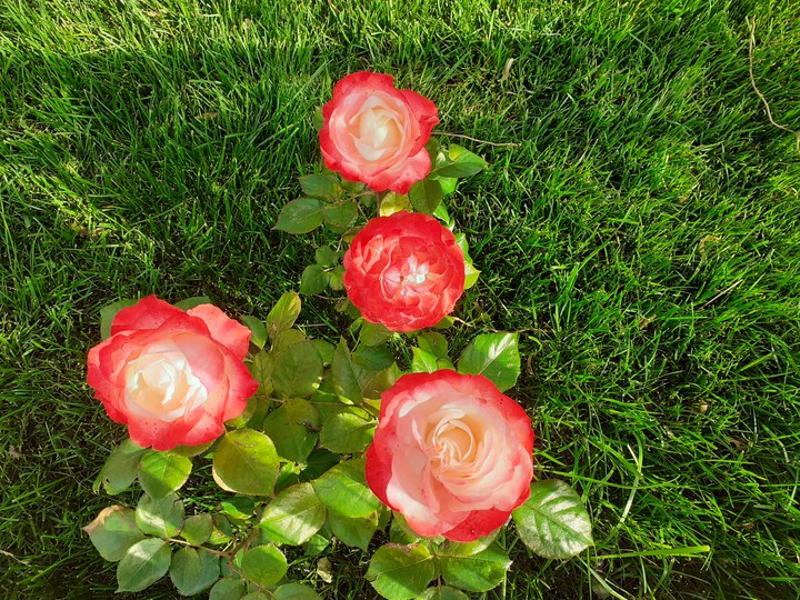 special roses