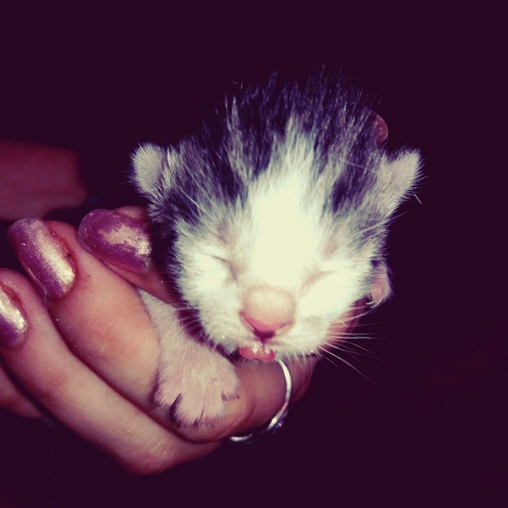 kitty