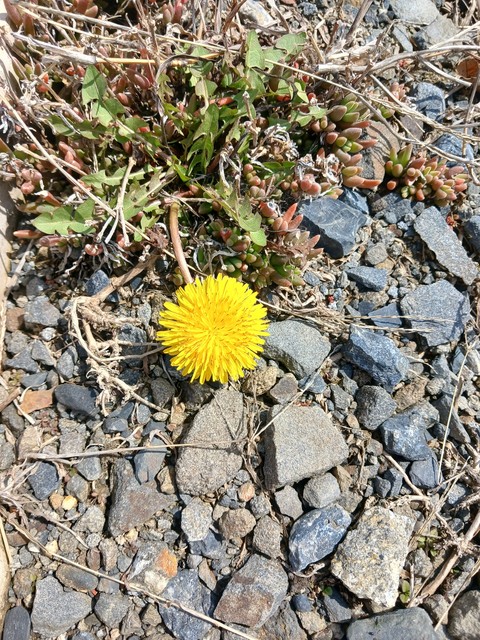 flower, 草本植物桌布
