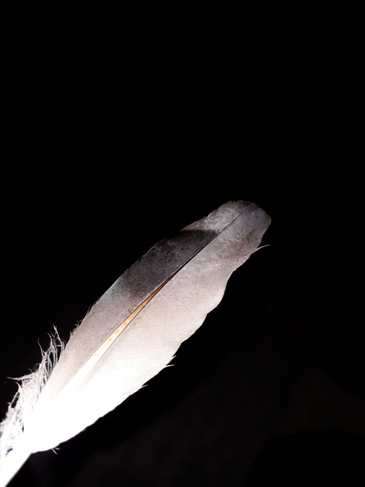 Dove's Feather