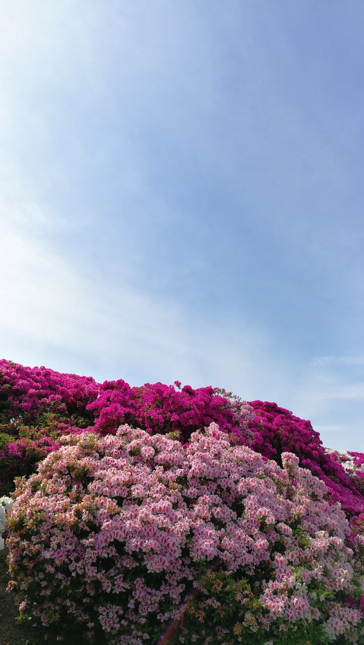 Azalea is in full bloom!!