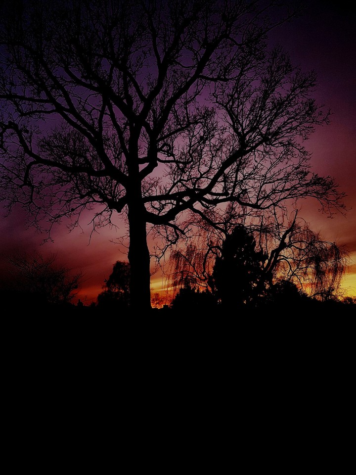 Tree in the Autumn in front of the beautiful sunset