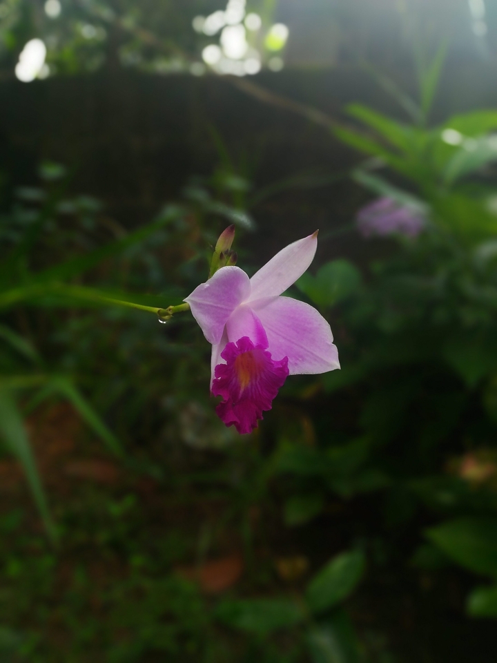 orchid