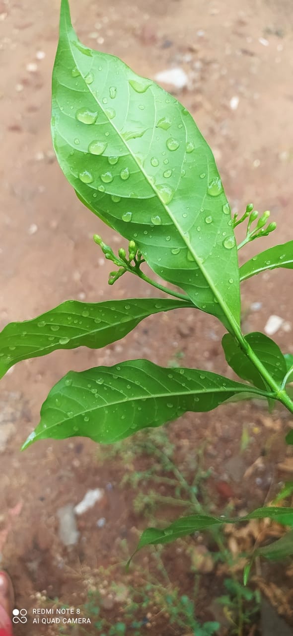 rain drops