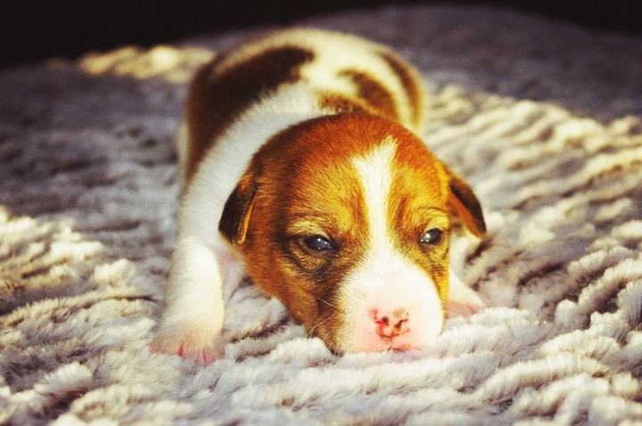 jack rassel terrier
