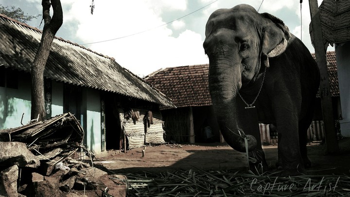 elephant