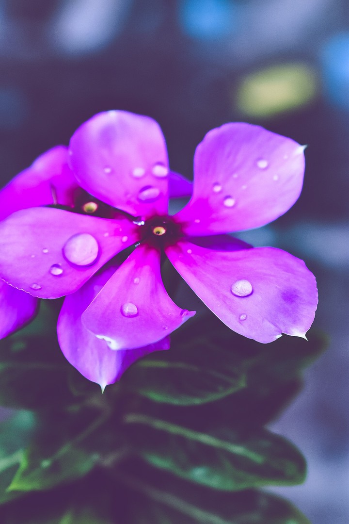 pink flowers