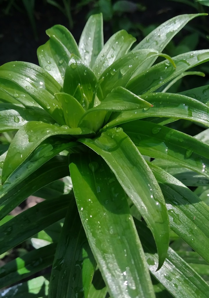 Green plant