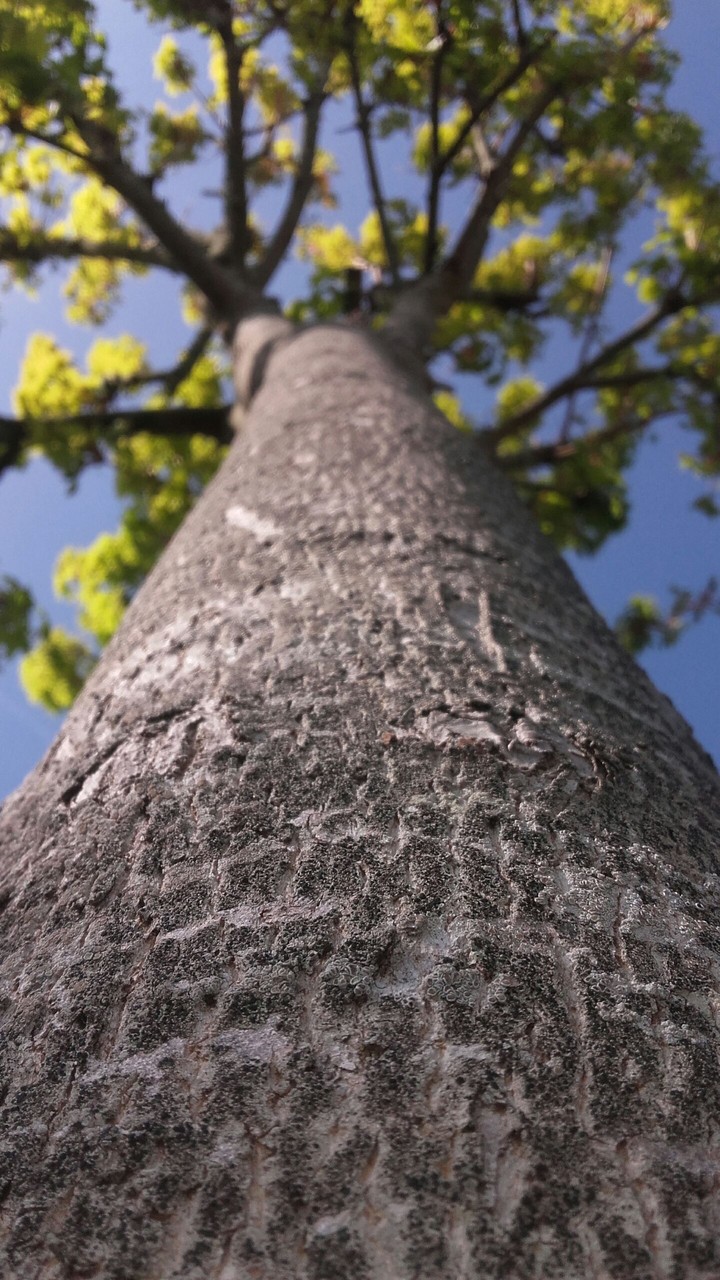 Wood