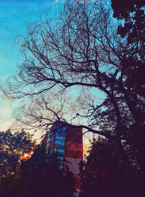шпалери trees, colors