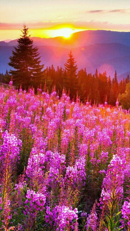 linda paisagem