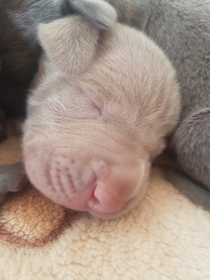 puppy