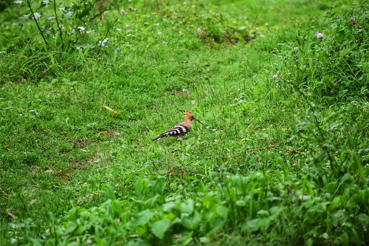#Hoopoe