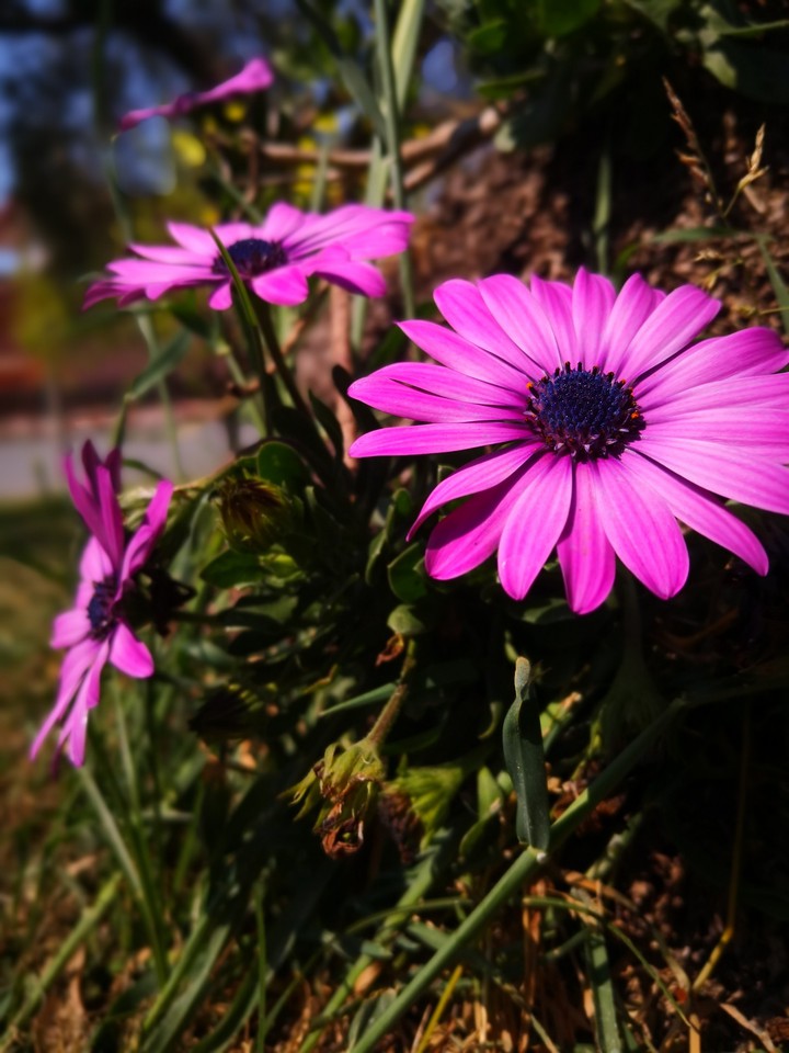 Purple Flowers