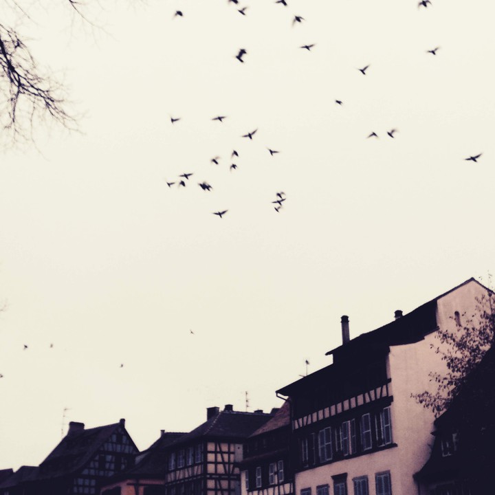 Birds