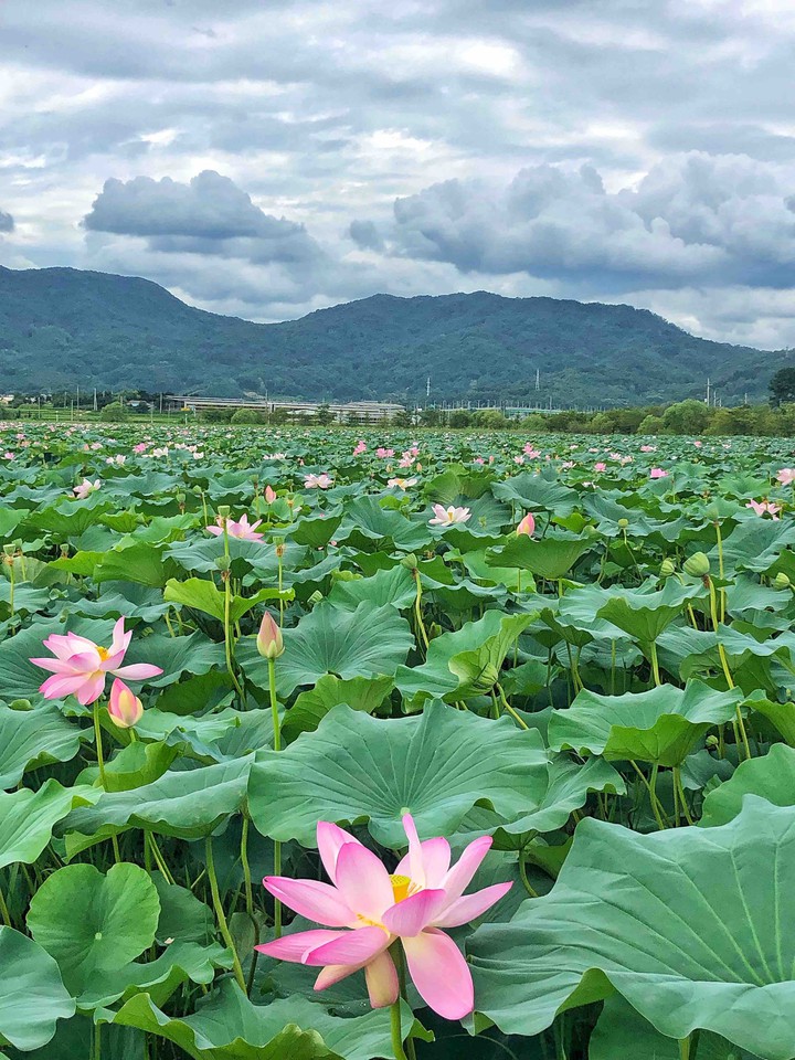 lotus