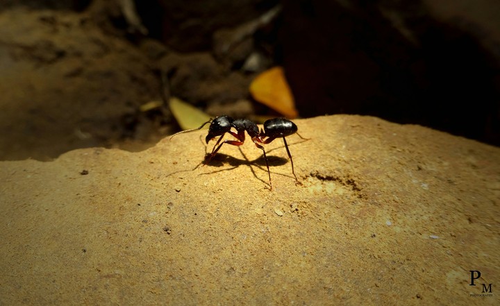 ant
