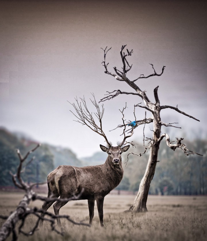 animal