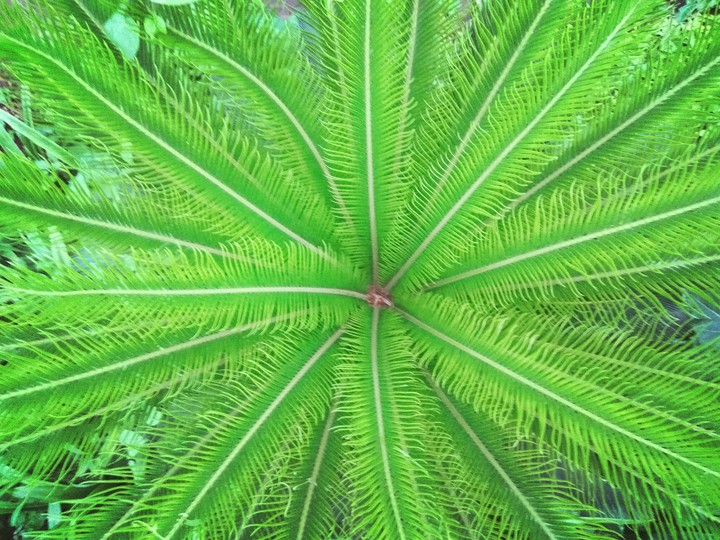 nature
