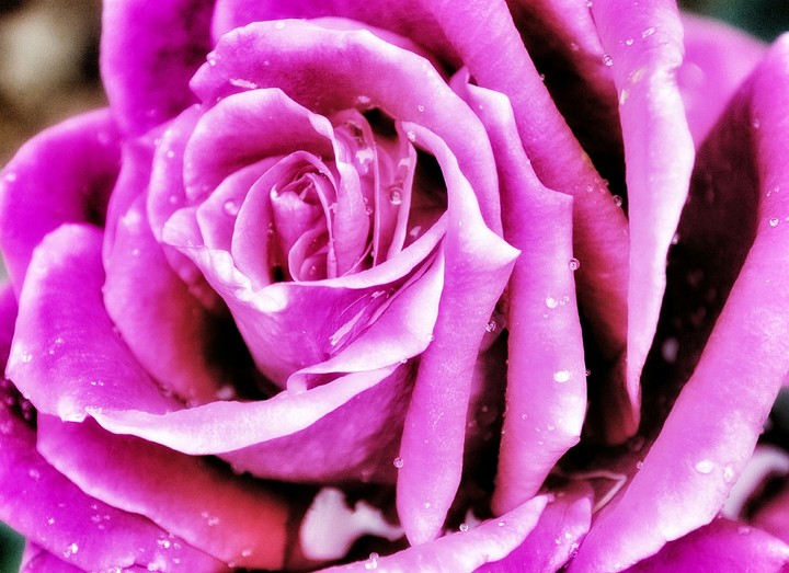 petals after the rain