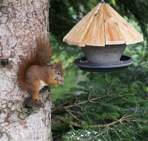Squirrel, rodent duvar kağıtları