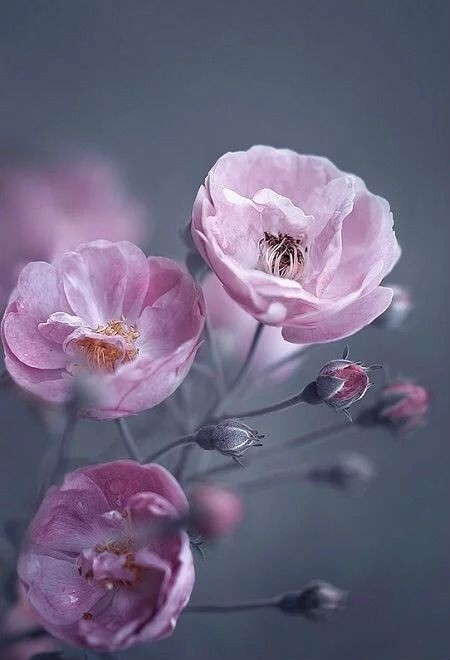 Roses